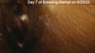 Day 7 Wife Breeding Attempt - SexyGamingCouple