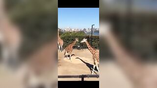 Australian School Girls Take A Zoo Trip