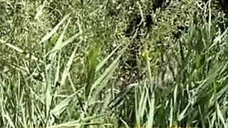 ANGIE BATES SWEET PRUDENCE THE EROTIC ADVENTURE OF BIGFOOT