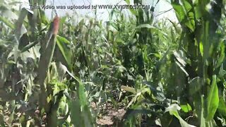 Riley Jacobs playing in corn field