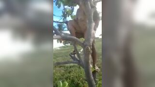 Fucking trees