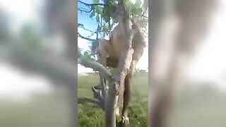 Fucking trees