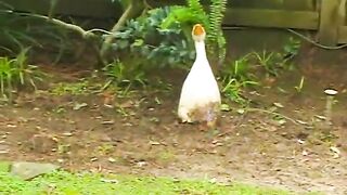 Sexy cuttie spreads her legs wide and gets her wet cunt licked