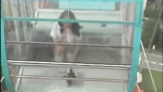 WEBCAM - japanese girl nudity masturbating in Ferris wheel