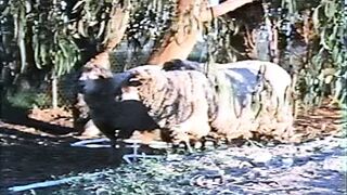 Seka's Oriental Massage (1983)