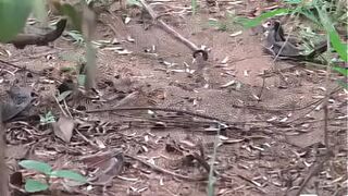 Kamala Aunty Phone lo Srungaram with Neighbour Telugu Phone Talk Talk Telugu Mu low
