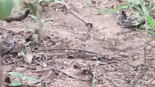Kamala Aunty Phone lo Srungaram with Neighbour Telugu Phone Talk Talk Telugu Mu low