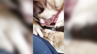Mature Blowjob While Husband is at work.