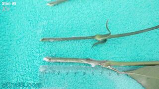 Extreme female inserting nettles into cervix and rod flowers