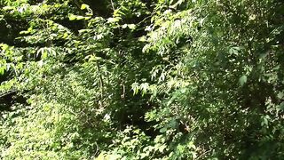 Sbattuta nel bosco dal vecchio