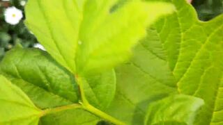 I spy on my neighbor masturbating in the daisies - Girls fly orgasm