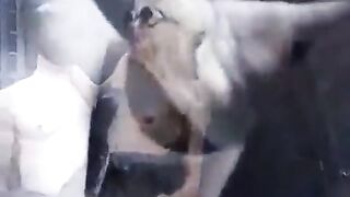 compilation of huge cocks