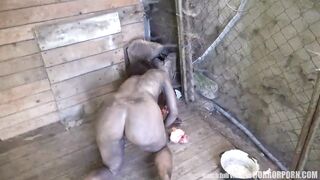 HORRORPORN - Wild Beast