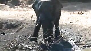 HITOMI FUJIWARA FUCKS IN AFRICA part 2